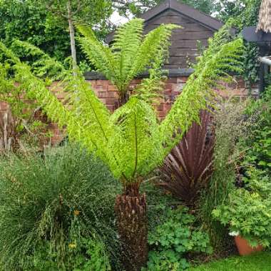 Dicksonia antarctica
