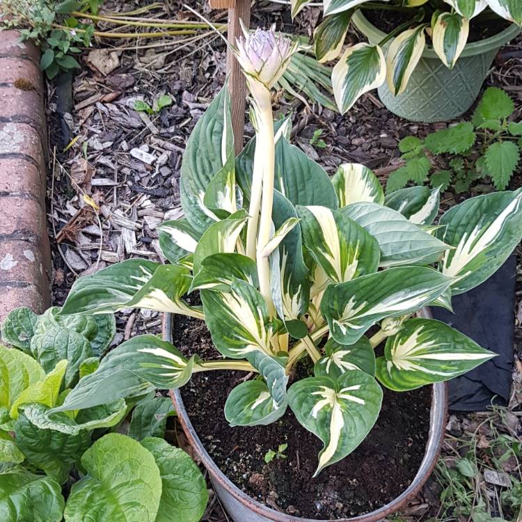 plant image 1353178
