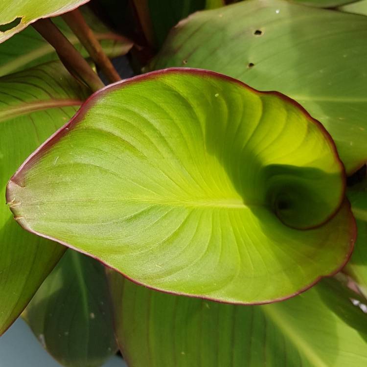 plant image 1357322 plant image 1357322