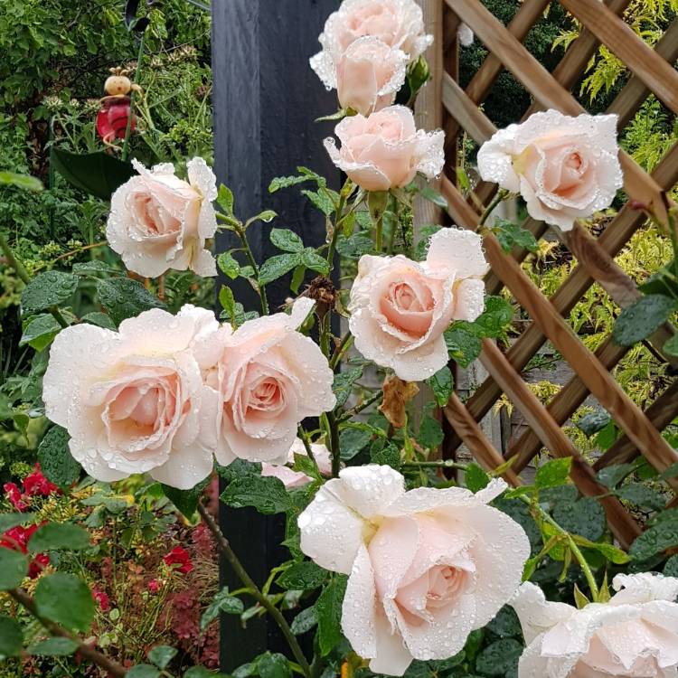 plant image 1358246