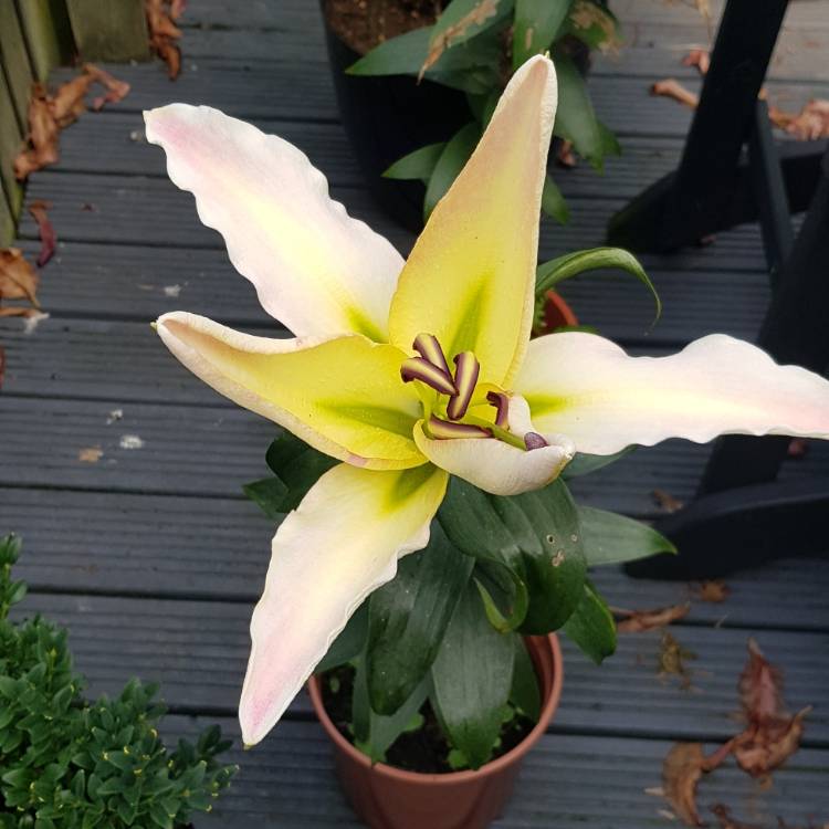 plant image 1372779 plant image 1372779