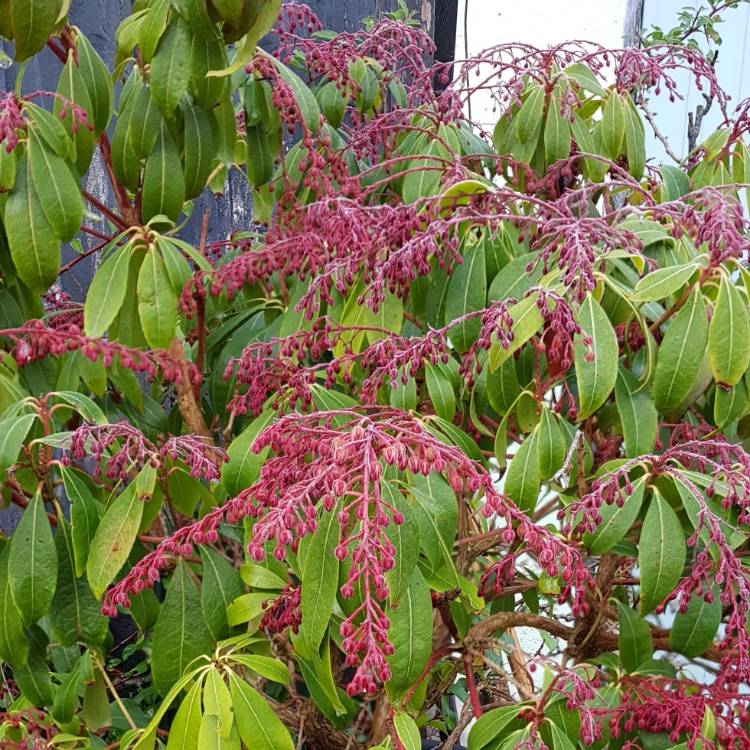 plant image 1431539 plant image 1431539
