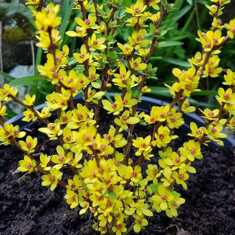 plant image 1452757
