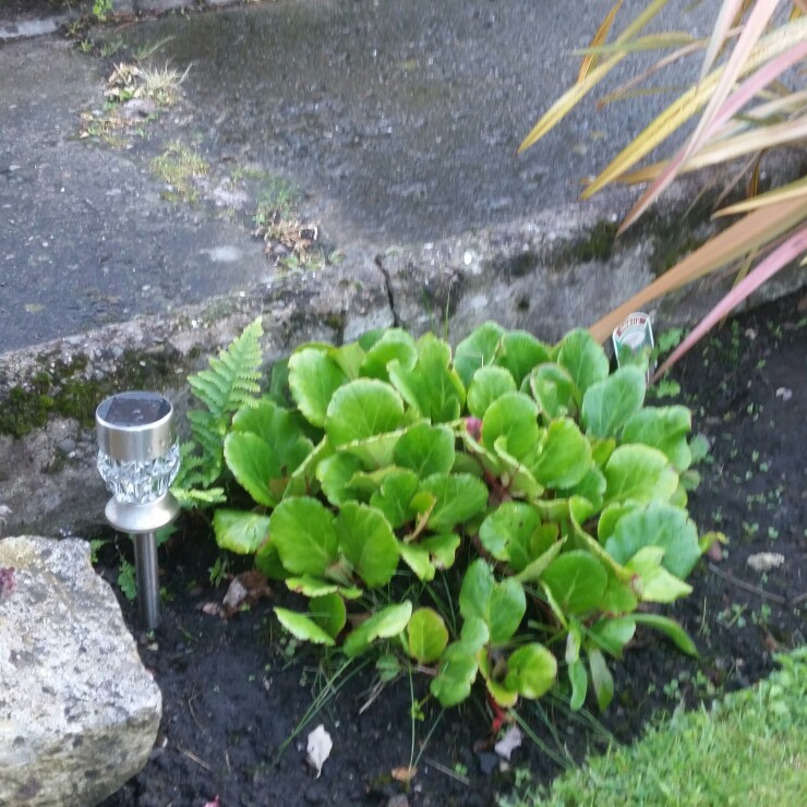 plant image 146096 plant image 146096