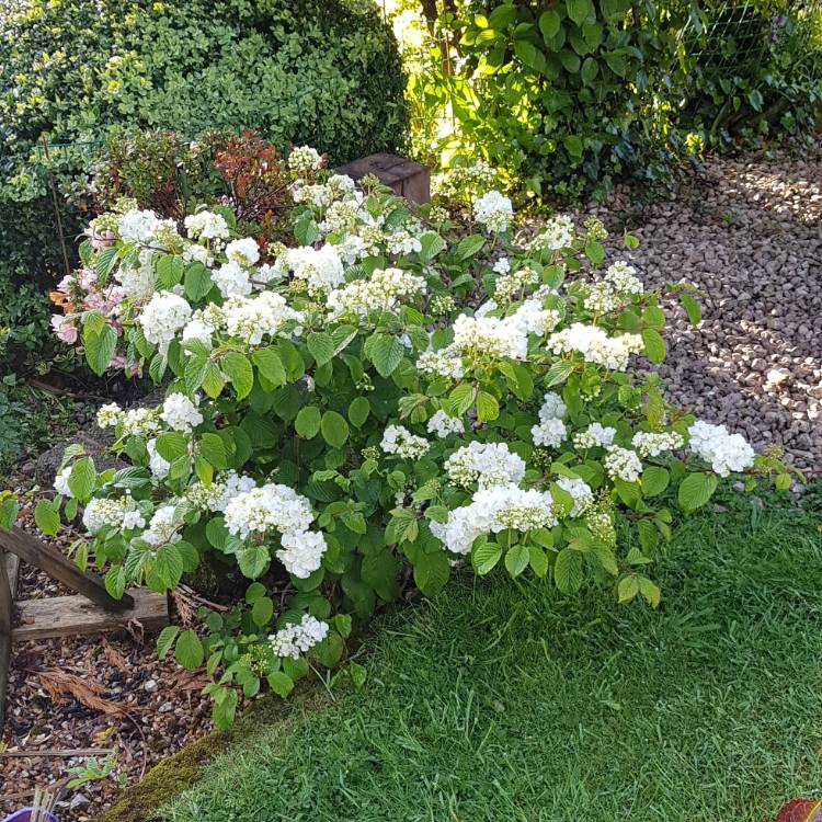plant image 1481126 plant image 1481126