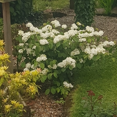plant image 1486047 plant image 1486047