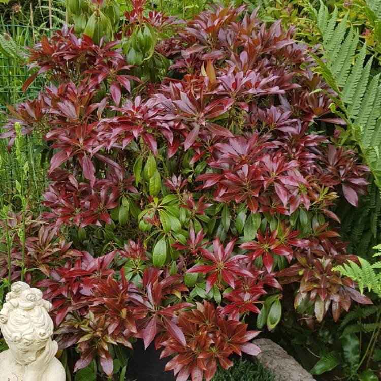 plant image 1495604 plant image 1495604