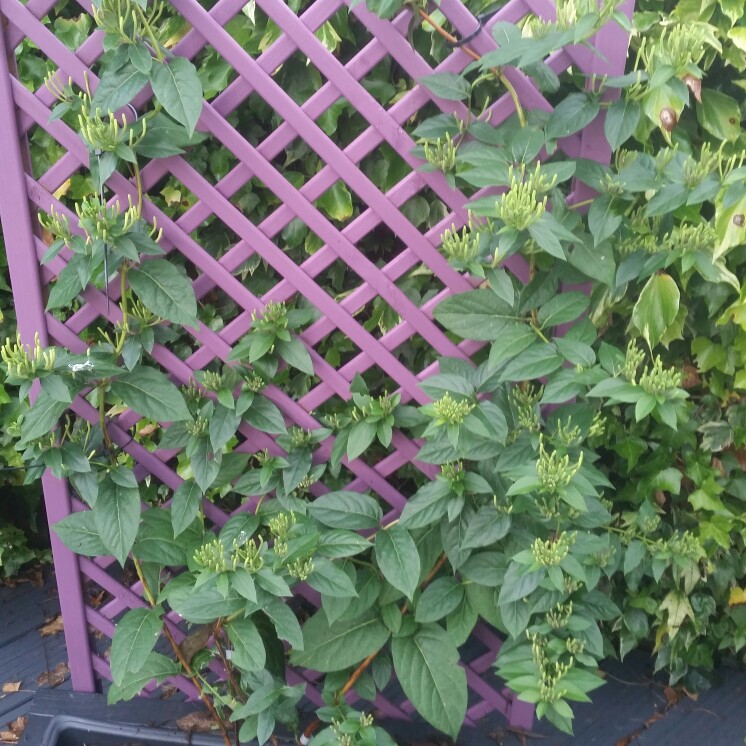 plant image 161422 plant image 161422