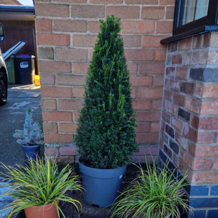 plant image 1644612