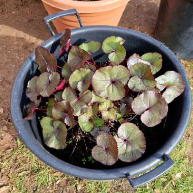 David's garden