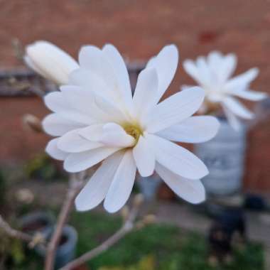 David's garden