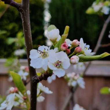 Callery Pear