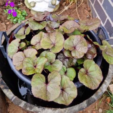 David's garden