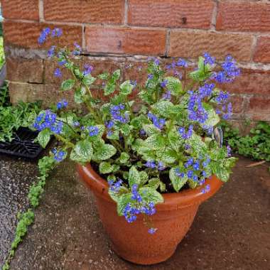 David's garden