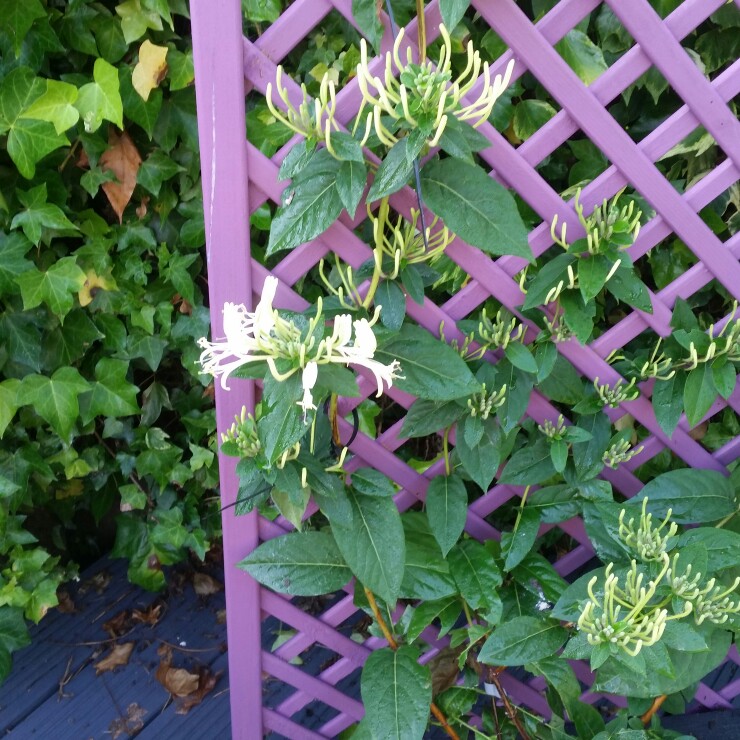plant image 168755 plant image 168755