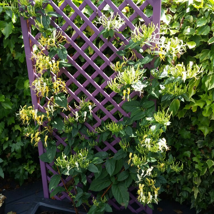 plant image 174058 plant image 174058