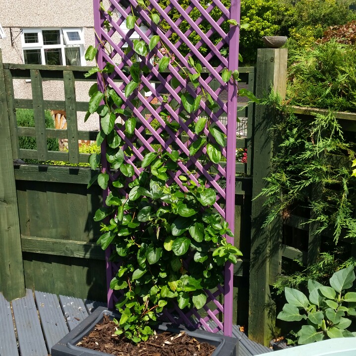 plant image 174060 plant image 174060