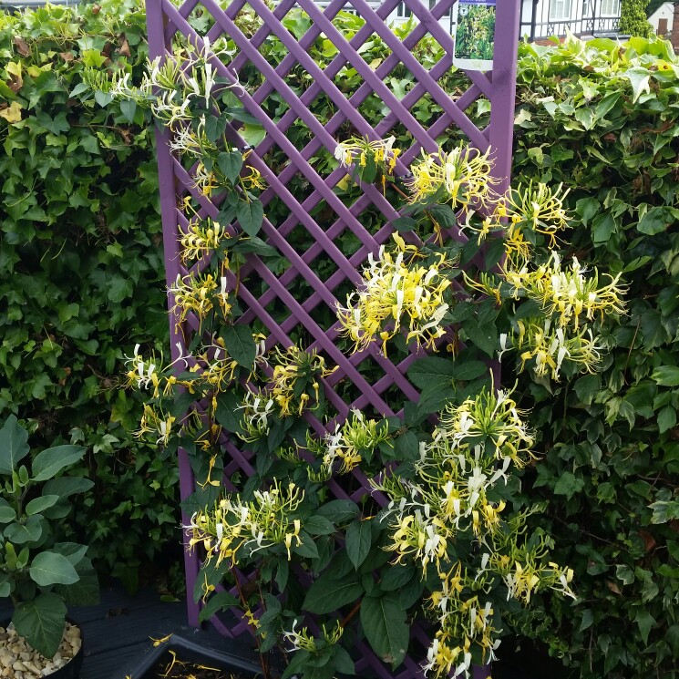 plant image 178894 plant image 178894