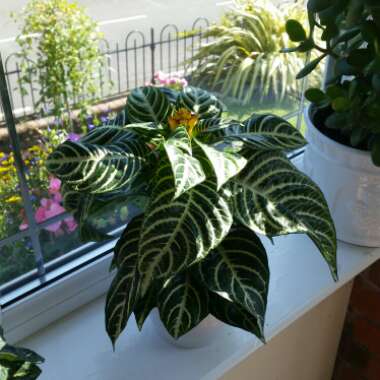 Aphelandra Squarrosa