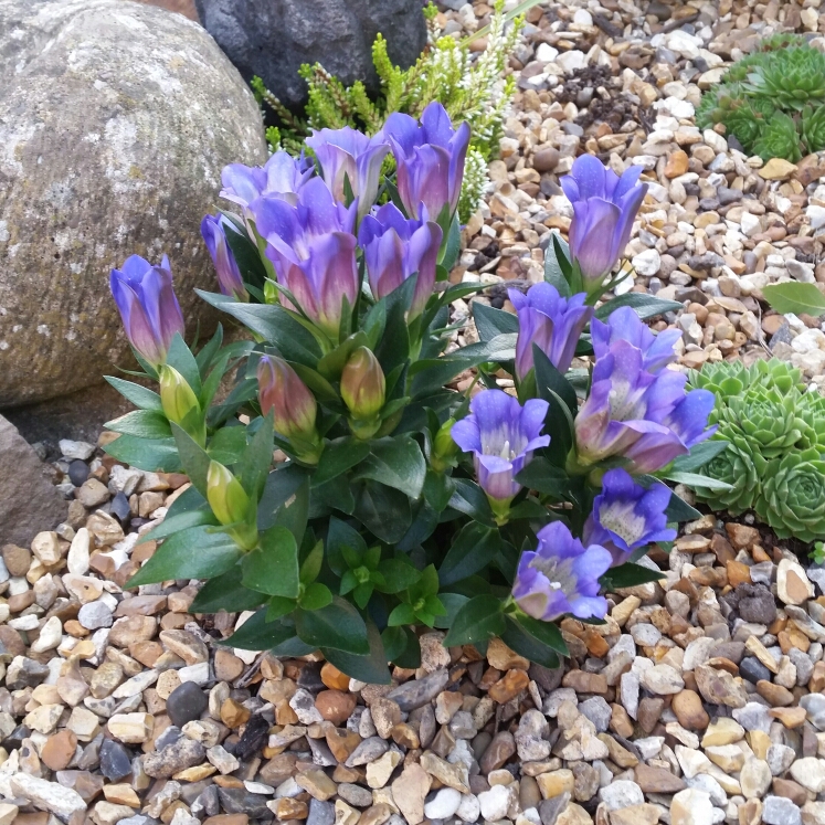 Plant image Gentiana acaulis syn. Gentiana kochiana
