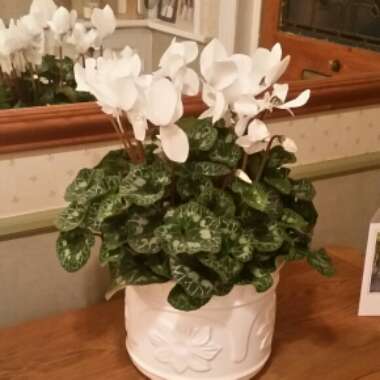 Cyclamen