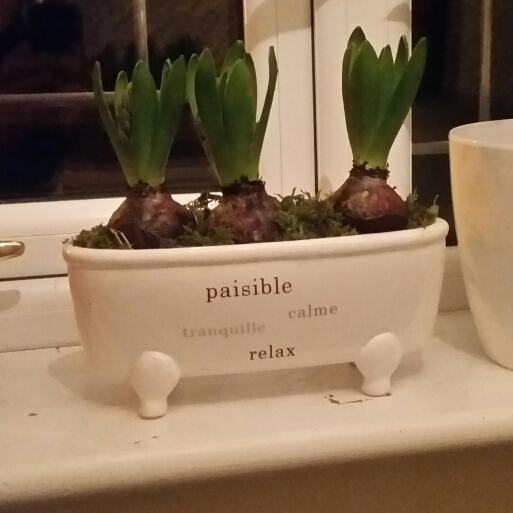 plant image 296271
