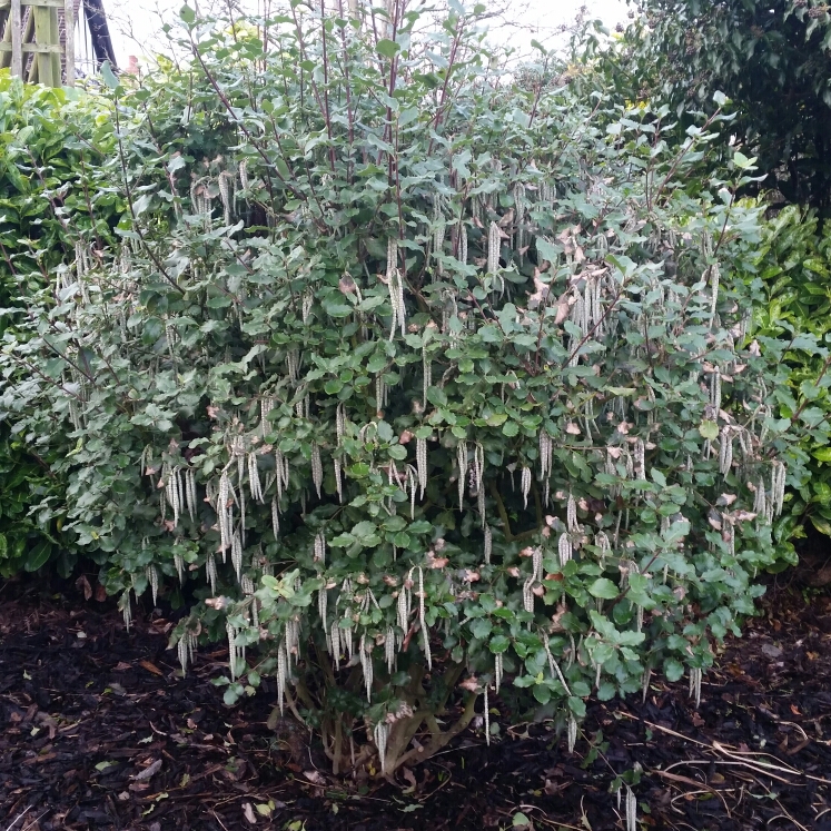 plant image 298864