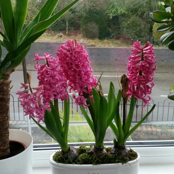 plant image 310356