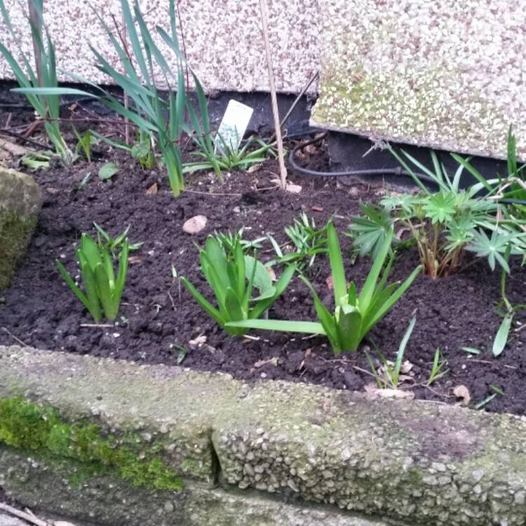 plant image 318423