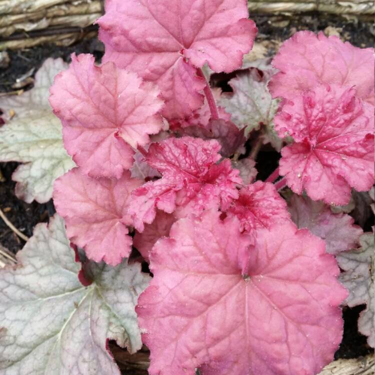 plant image 335415 plant image 335415