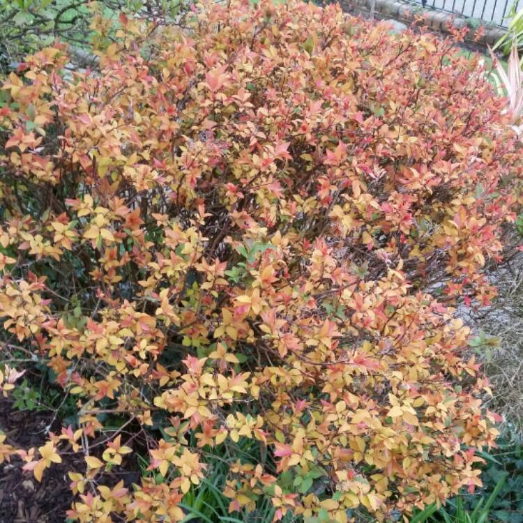 plant image 337286