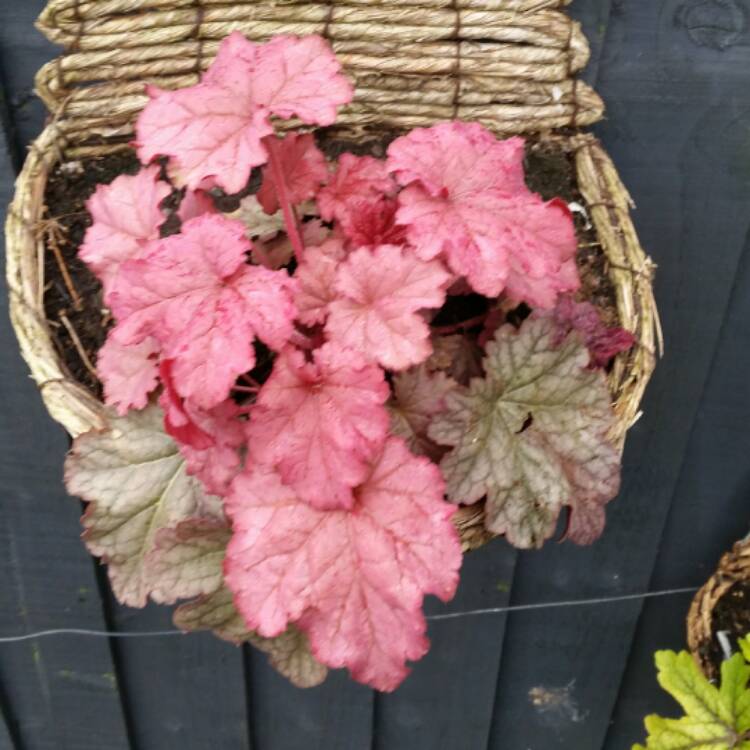 Plant image Heuchera 'Berry Smoothie'