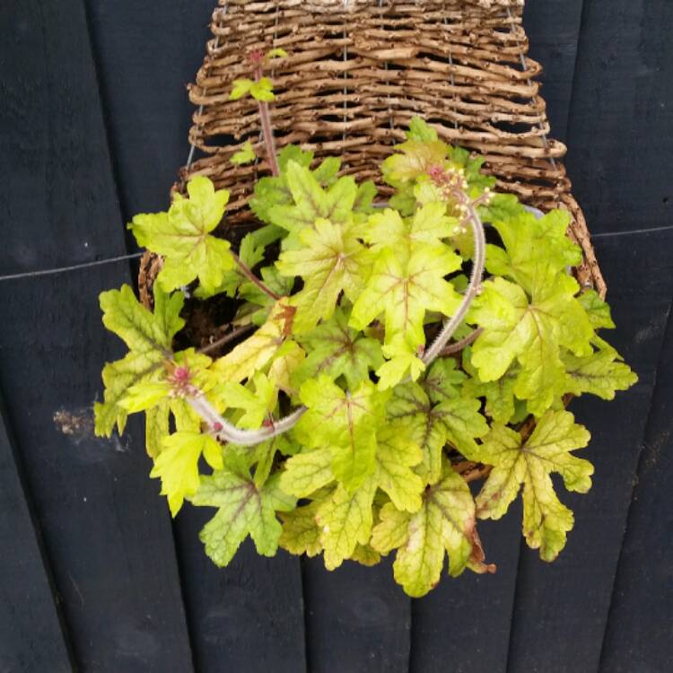 Plant image x Heucherella 'Alabama Sunrise'