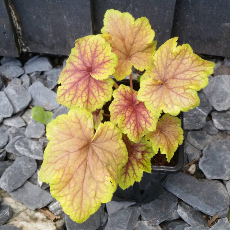 plant image 346114 plant image 346114