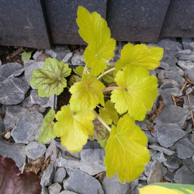 plant image 346132 plant image 346132