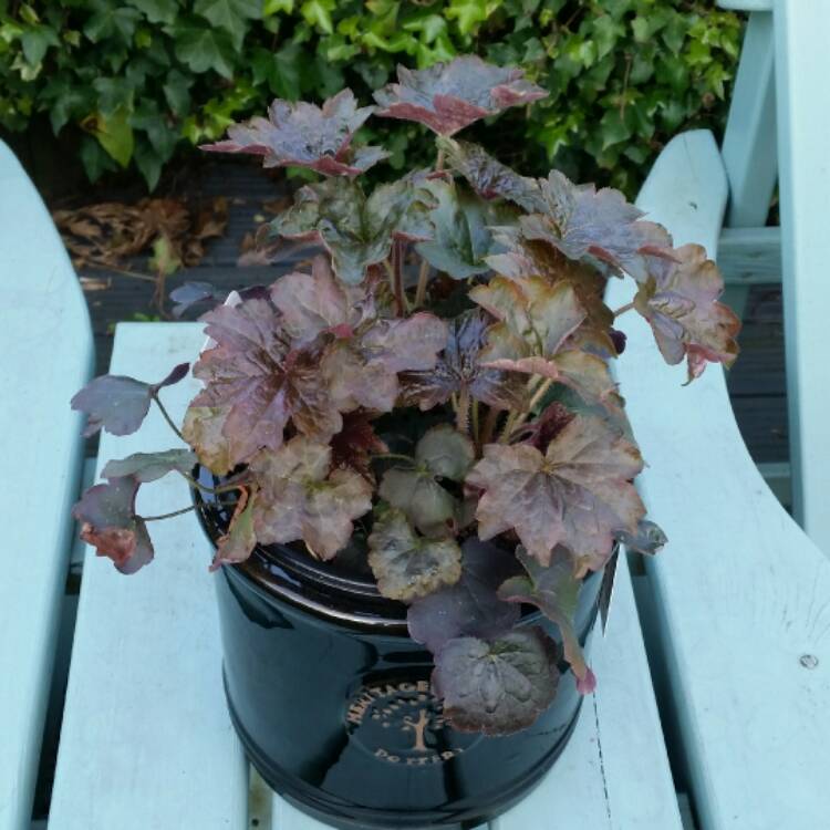 plant image 354324