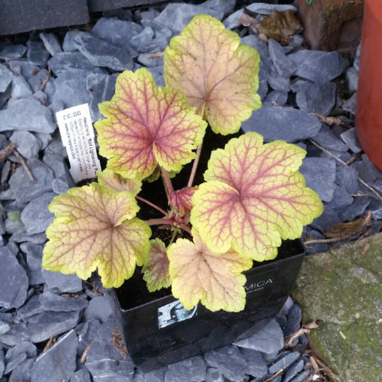 plant image 357013 plant image 357013