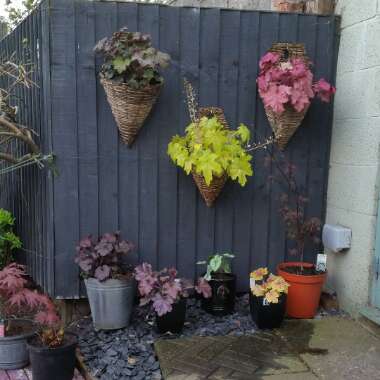 Heuchera