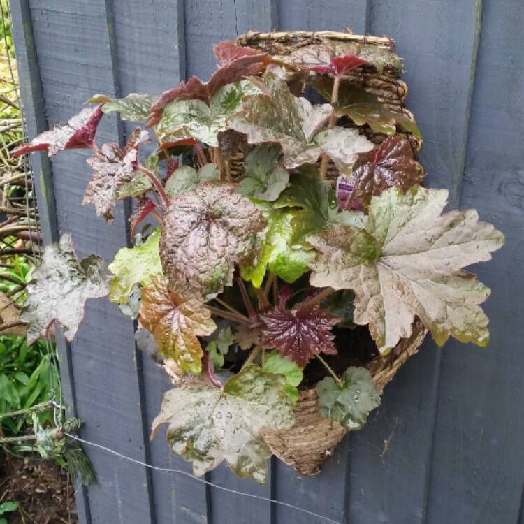 plant image 382693