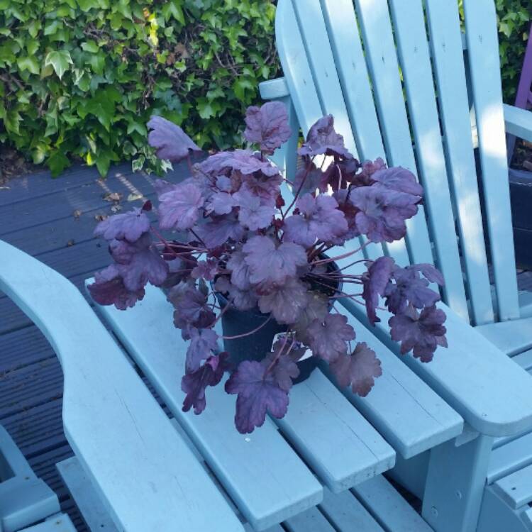 plant image 391099