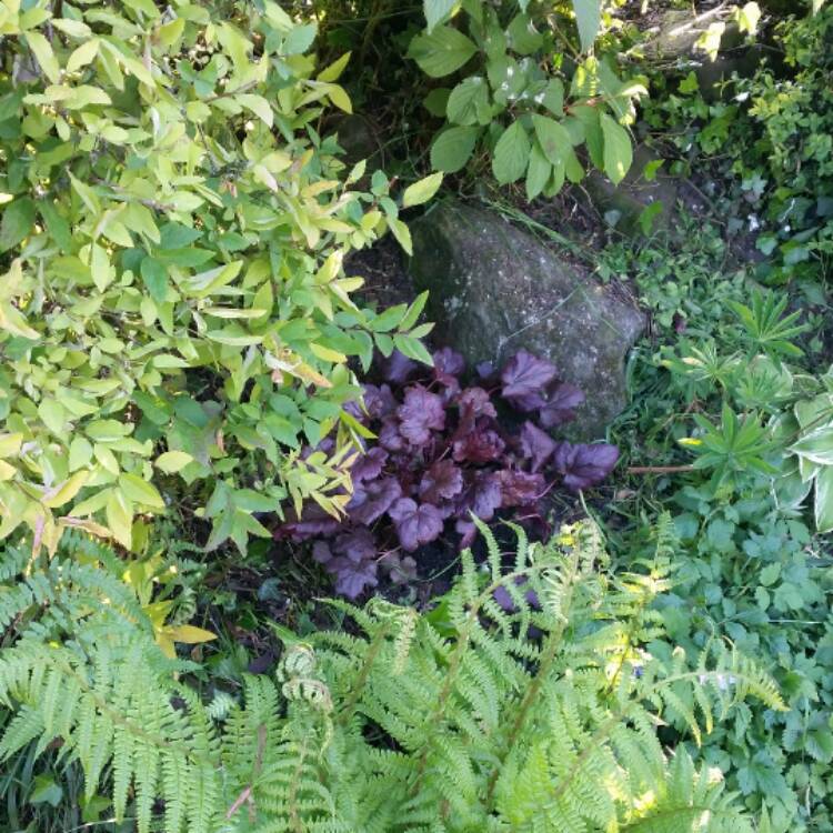 Plant image Heuchera 'Plum Pudding'