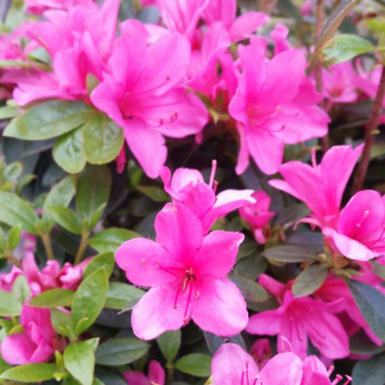 plant image 391812