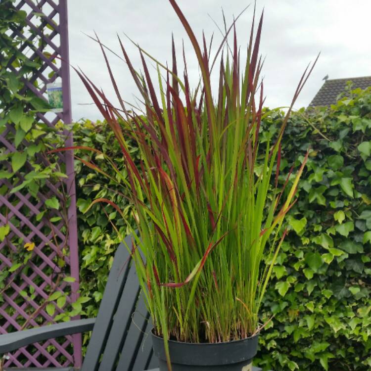 plant image 398608