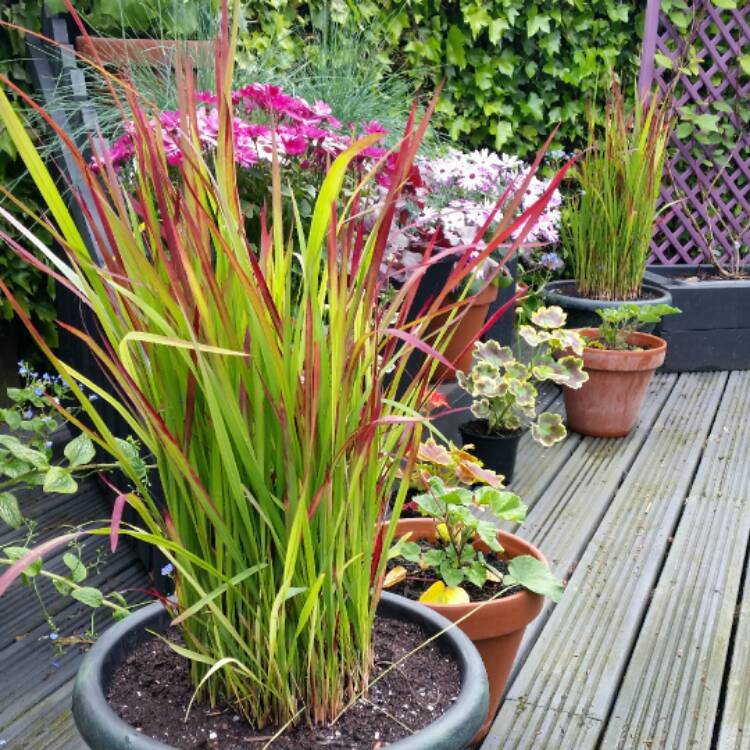 plant image 400263