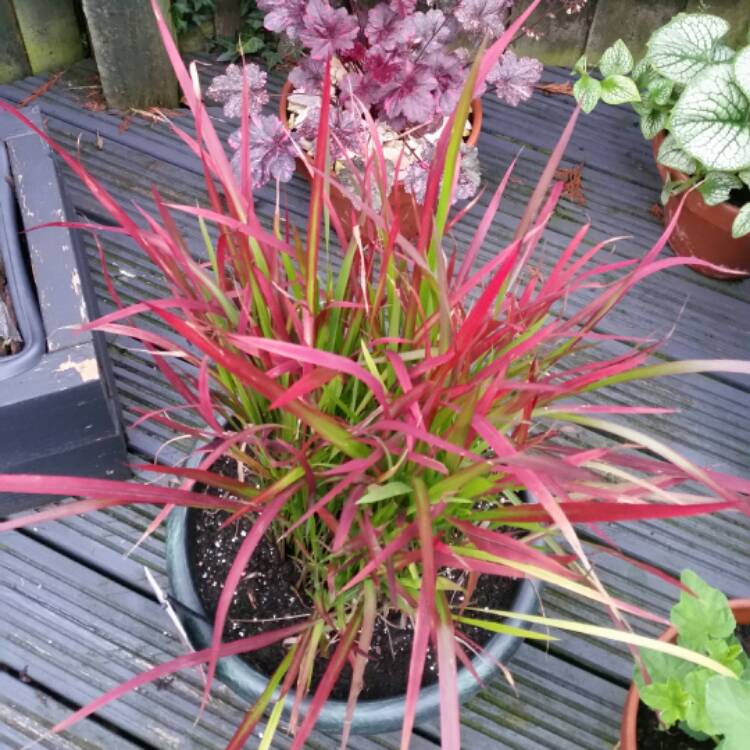 plant image 444335