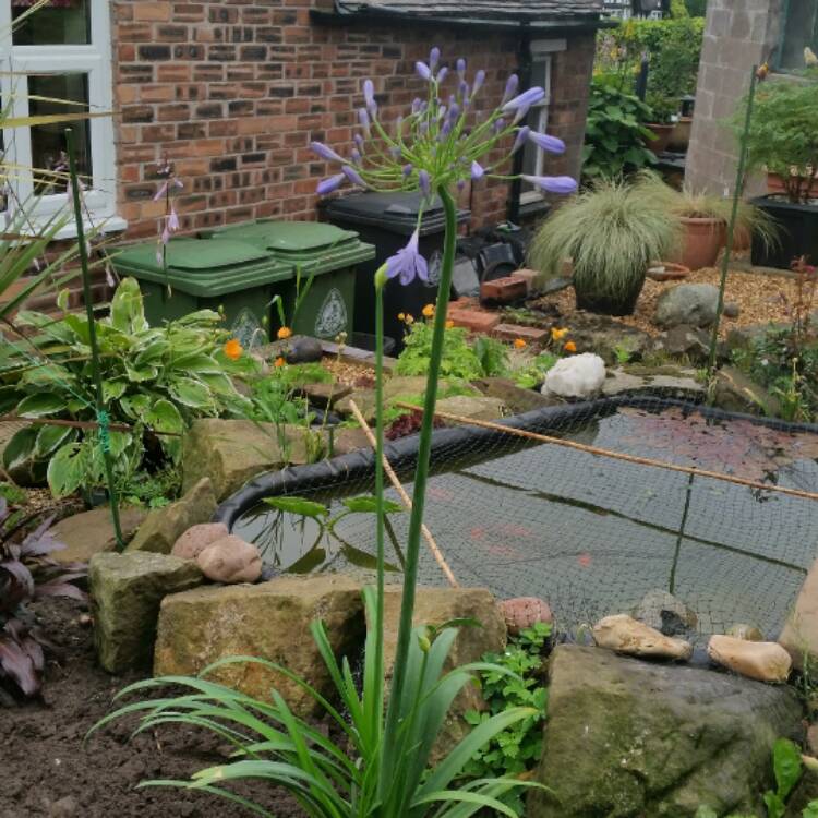 plant image 467784