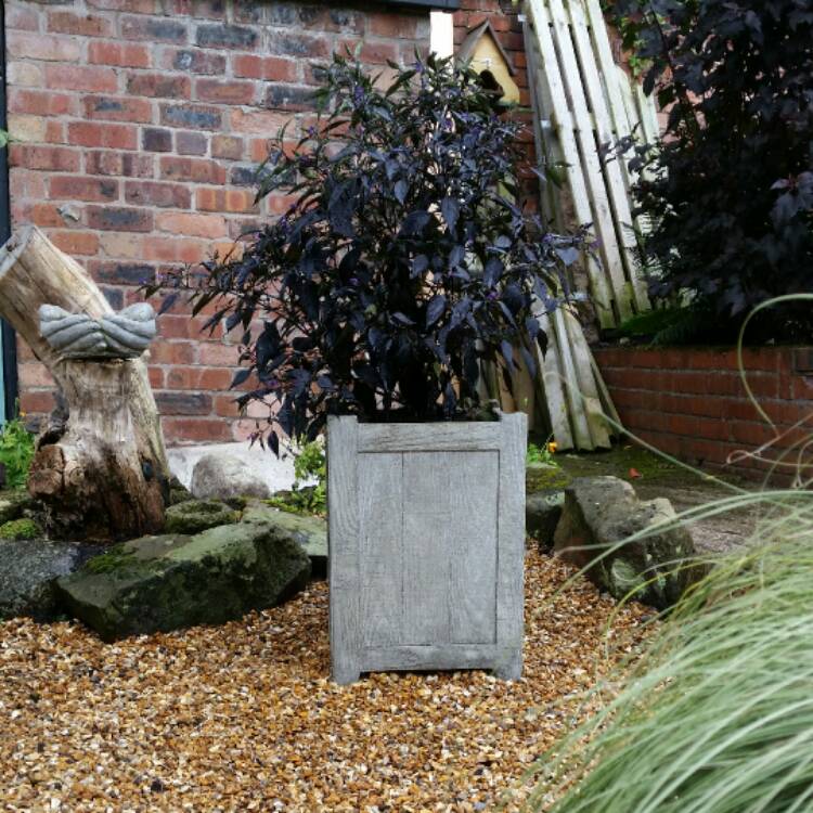 plant image 502738