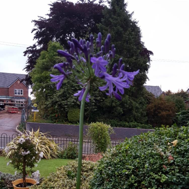plant image 514999