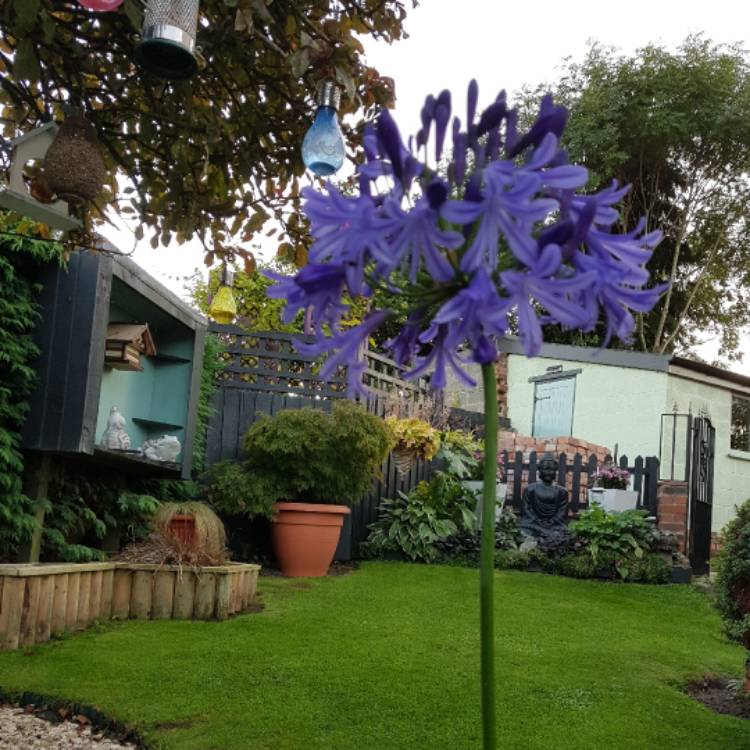 plant image 520292