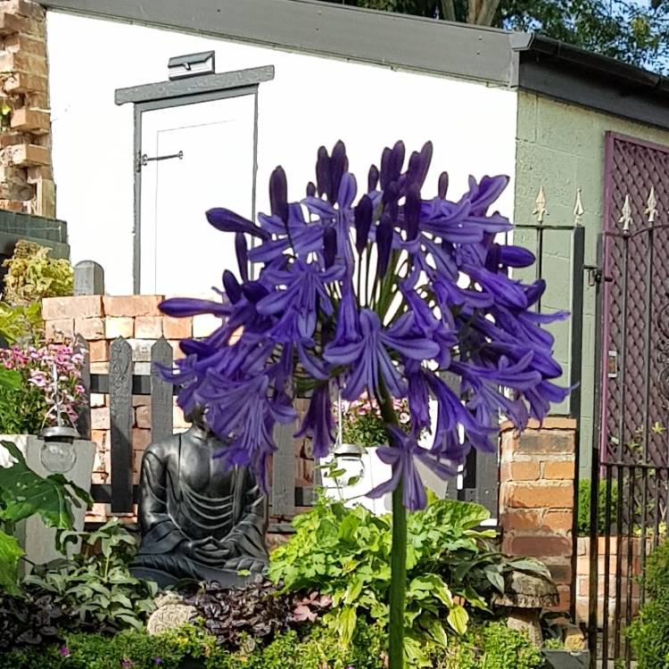 plant image 523943